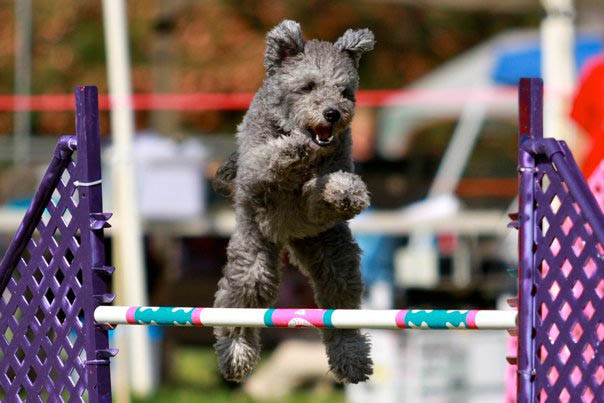 Pumi agility best sale